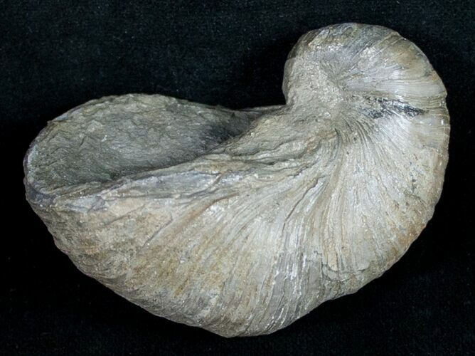 Gryphaea (Devil's Toenail) Fossil Oyster - Jurassic #9705